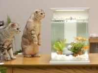 何これ、お魚？遊んじゃダメ？金魚のための水槽を用意する様子に興味津々の猫たち