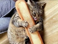 猫だもの、しゃーないよねって言ってあげて！可愛くてちょっぴり不穏な猫たちの写真を集めてみた