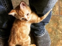 火事で火傷を負った野良の子猫、病院にお見舞いに来た見ず知らずの男性にロックオン、そのまま飼い猫に（カナダ）