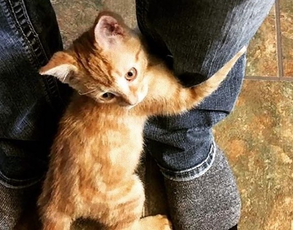 火事で火傷を負った野良の子猫、病院にお見舞いに来た見ず知らずの男性にロックオン、そのまま飼い猫に（カナダ）