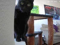 やはり犯猫はお前か！防犯カメラと戯れたあげく、下に落とすまでの愛猫の姿をバッチリ激写