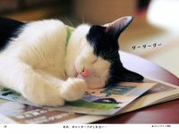 イラかわいい（!?）猫たちが満載！　猫写真集『じゃまねこ』の撮影秘話を聞いてみた！