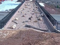 みんなちゃんと使ってる！野生動物を守るため高速道路に架けられた橋がきちんと機能していた（アメリカ）