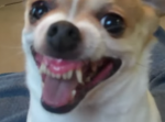 何かが取り付いた犬の一芸が怖い…。