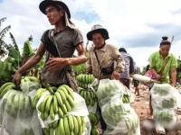 周辺の水資源を枯渇させた、中国資本によるタイのバナナ農園