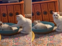「ウサギにベッドを奪われた。なんとかしろ！」ジャイアニズム全開のウサギに対し、飼い主に目で訴える猫