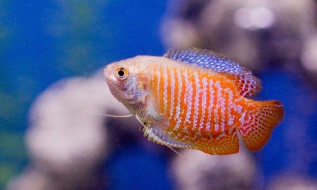 Dwarf-Gourami_e