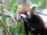 もっこもこの可愛いやつら！愛くるしいレッサーパンダの日常的風景
