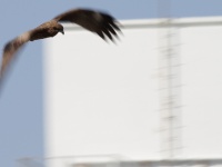 上空から飛んでくるトンビ（Takashi Hososhimaさん撮影、Flickrより）