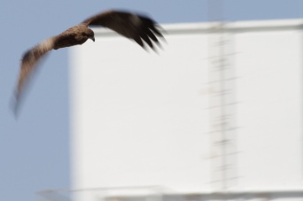 上空から飛んでくるトンビ（Takashi Hososhimaさん撮影、Flickrより）