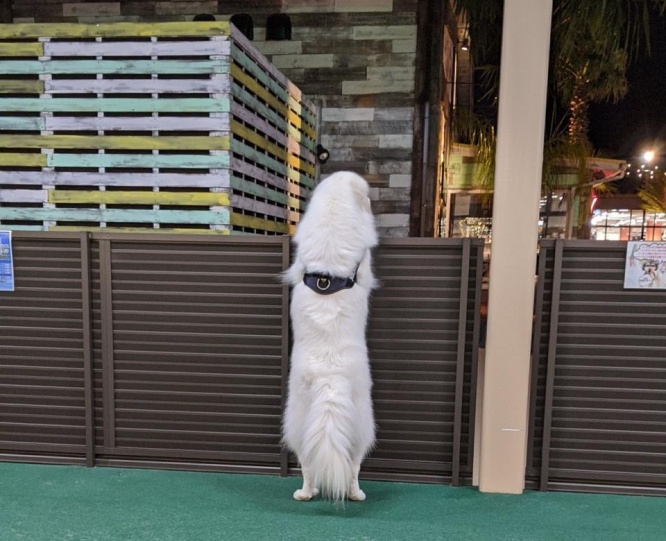 哀愁漂う（画像はまく（＠GUGaknp）さん提供）