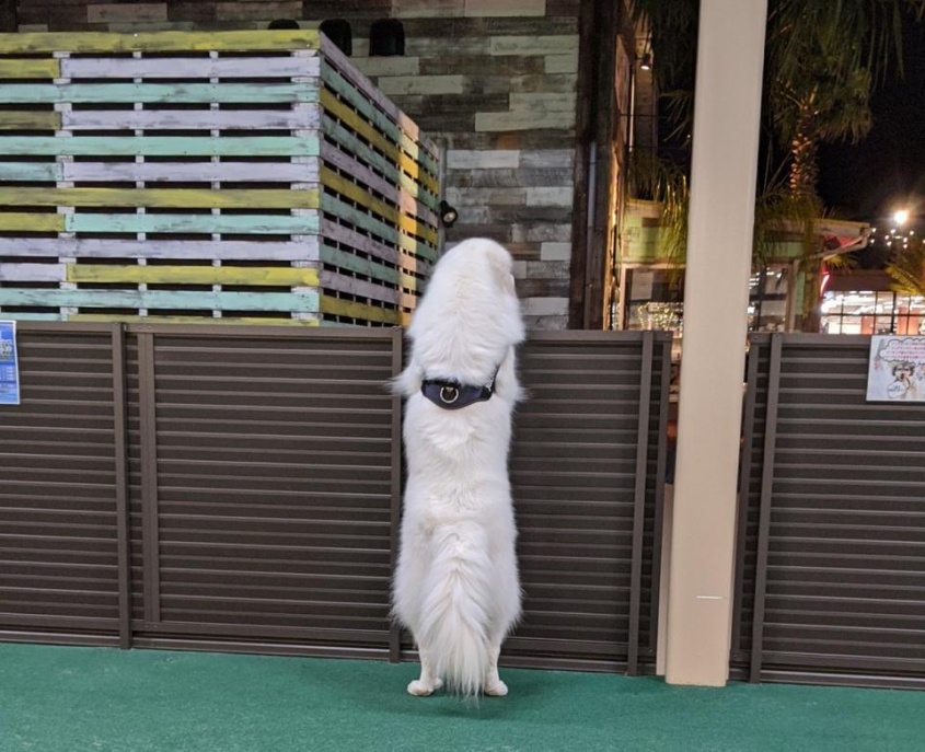 哀愁漂う（画像はまく（＠GUGaknp）さん提供）