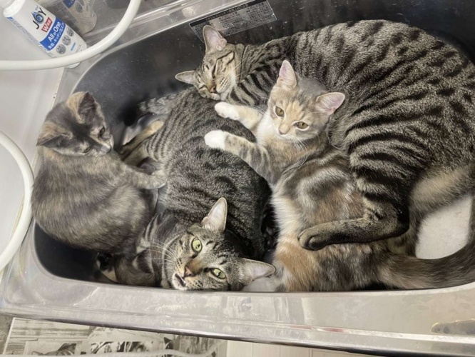折り重なる猫たち