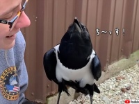 自分を小さい人間だと思っている飛べないカラスと絆を育む女性の物語