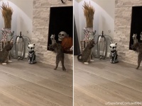 だからハロウィンは嫌だってあれほど...猫型骸骨に戦いを挑む猫ズ