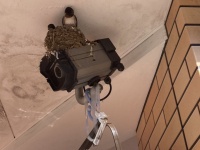 「副業」でツバメ、守ってます　予想外の働きをする防犯カメラに「なんという労りのマルチタスク」