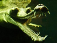 独特の細長い口とキノコのような鼻をもつ絶滅危惧種のワニ「インドガビアル」