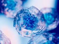 老化の原因となる細胞を除去する新しいワクチンが開発される