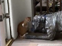 作戦成功！かまってワンな大型犬を柵の中に封じ込めたニャッション・コンプリート