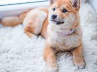 新しい男性に出会うかも。犬が出てくる夢の意味14選