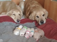 これこそが「幸せのかたち」ってやつさ！子犬たちを見守るゴールデン夫婦のまなざしが優しすぎる