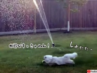 水遊び、すっきゃねん！犬よりもスプリンクラーを楽しむ猫