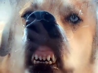 変顔ばかりする犬を心配した飼い主が病院に行くも異常なし。飼い主の気をひきたかっただけだった
