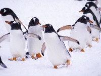 寒波到来。雪道を歩くときはペンギンになりきろう！【ライフハック】