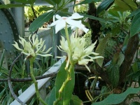 花の見た目も美しいが、有毒です（BotBlnさん撮影, Wikimedia Commonsより