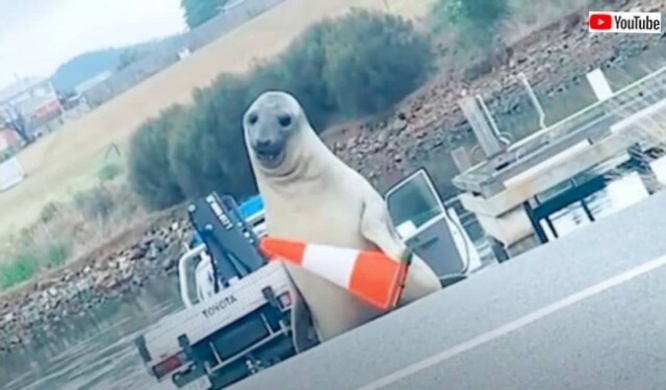 「またお前か、お前なのか！」お気に入りは三角コーン？アザラシのニール氏のいろんな表情をお楽しみください