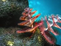 海の中のクリスマスツリー！　多毛類の動物「イバラカンザシ」がカラフルで美しい