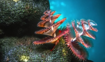 海の中のクリスマスツリー！　多毛類の動物「イバラカンザシ」がカラフルで美しい