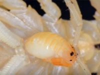 小エビみたいでかわいい！サソリの赤ちゃん6匹が今、爆誕！