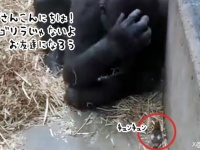 ゴリラが小鳥と友達になりたくて、頭をかきながらその方法を考え、小鳥にやさしく接する