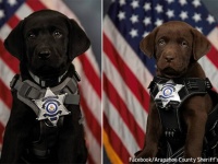 正式なK9としてお披露目された子犬、宣誓式でうとうと眠ってしまう姿がかわいい
