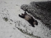 パンダだって雪が好き！ヘソ天で雪滑りを満喫するよ