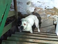 家を買ったら地下室に犬がつながれていた！との通報に救助隊が駆けつけた