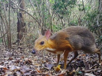 小さなあの子は生きていた！絶滅したと考えられていたマメジカが30年ぶりに姿を現す（ベトナム）