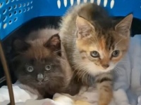 うちの猫、今何匹いたんだっけ？マーマレードに妹たち。クリス家の猫たちをひとりひとり紹介しよう