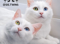 2018年のインスタアイドルキャット。ホワイトボディに宝石のようなオッドアイを持つ双子猫「イリスとアビス」