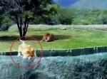 サファリパークでライオンが“堀”をジャンプして落下するアクシデント