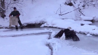 氷に翼がくっついて動けなくなってしまったハクトウワシの救助物語（アメリカ）