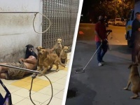 ホームレス男性を守ろうとする野良犬たちを捕獲した保健所職員らに抗議の声殺到（マレーシア）