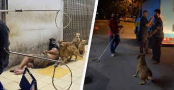 ホームレス男性を守ろうとする野良犬たちを捕獲した保健所職員らに抗議の声殺到（マレーシア）