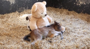 「会いたかったよ！」　小さいころ一緒に寝ていたテディベアと再会した馬