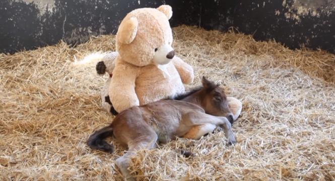 「会いたかったよ！」　小さいころ一緒に寝ていたテディベアと再会した馬