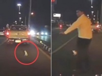 危機一髪！道路に迷い込んだ子猫、勇敢な運転手さんに救われる