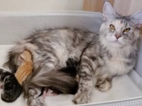 メインクーンの赤ちゃんが生まれたよ！母子ともに健康・可愛い5匹の子猫たちをお披露目