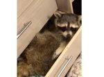 「怒られちゃう…！」部屋を荒らしたアライグマ、タンスの中に隠れる。