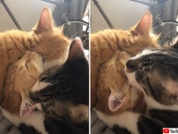どいつもこいつも舐めくさって。いいぞ、もっとやれ！な三つ巴の舐め猫